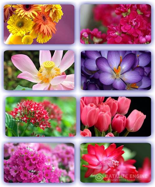 Восхитительные цветы 9